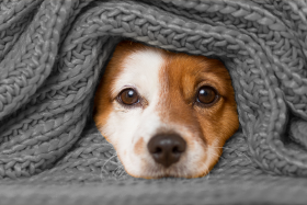 Pet insurance puppy in a blanket